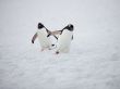 two gentoo penguins walking on snow