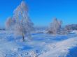 Winter landscape with birch 