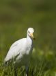 view of a white aquatic bird