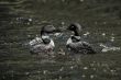 view of aquatic birds