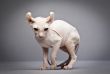 weird hairless cat