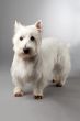 west highland terrier puppy