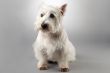 west highland terrier