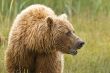 wet brown bear