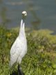 white aquatic bird