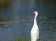 white egret with pond in background