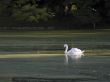 white swan in tuscany