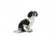 sitting shih poo