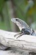 wild lizard on a branch