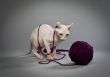 wrinkly cat and yarn