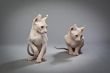 wrinkly hairless cats