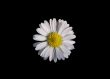 White daisy