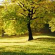 Yellow Tree in Park