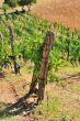 Vineyard in autumn