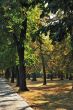 Path in Autumn Park