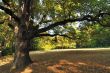 Oak Tree in Park