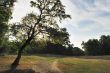 Tree in Park