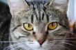 Cat`s portrait with yellow eyes 