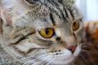 Cat`s portrait with yellow eyes 
