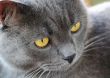 Cat`s portrait with yellow eyes 