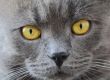 Cat`s portrait with yellow eyes 