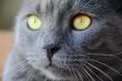 Cat`s portrait with yellow eyes 