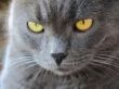 Cat`s portrait with yellow eyes 