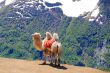 Lonely camel in high Caucasus mountains