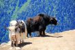 Two shaggy yaks in Caucasus mountains