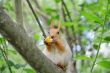 Eating squirrel on tree in park