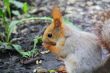 Eating squirrel on tree in park