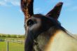 Burro Up Close