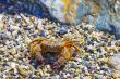 Crab