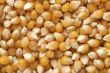 corn grains