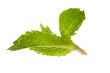  aroma mint leaves