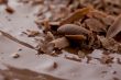 grated chocolate with melted chocolate