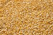  dried corn 