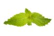 mint leaf