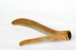 Pilose antler