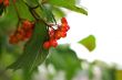 Rowan berry summertime on the branch