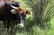 Cow walking on the mountain meadow