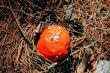 Red poisoned mushroom growing in the summer forest