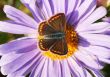Brown Argus