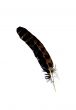 chicken feather