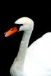 The swan