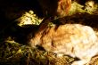 Rabbit feeding