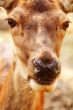 Red deer