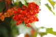 Rowan berry summertime on the branch