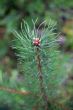 Pine tree branch and drops in autumn day