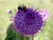 Bee landing on the thistle